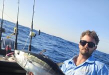 King George whiting in good numbers