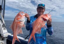 Nannygai around the reefs