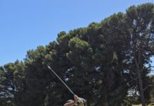 Brown turns silver and gold