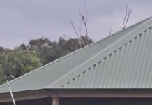 Bell claims Monthly Medal