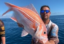 Slim picking on swimmer crabs
