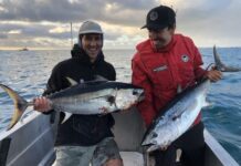 Big whiting reported in all areas