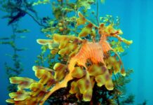 The lovely leafies of Tumby Bay