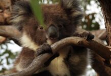See wild koalas up close
