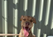 Bella brings big heart