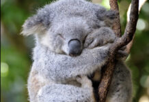 New Biodiversity Act introduced