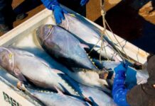 Tuna environmentally certified