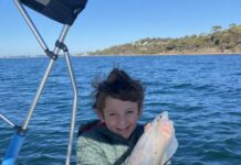 Squid around the coast