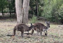 Kangaroo crash claims increase