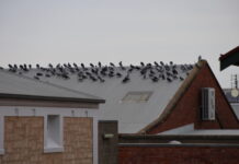 Additional funds to reduce feral pigeons