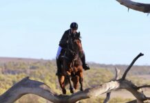 Sunlit saddles and swift hooves