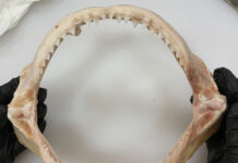 Illegal shark trade evidence