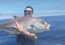 Algal bloom hits bays