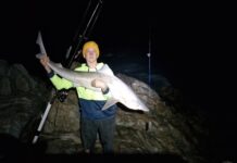 School shark spark on coast