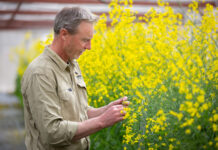 Fungicide dependence risk