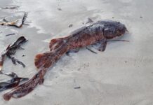 Locals urged to partake in algal bloom inquiry