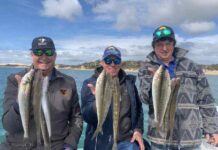 Whiting in good numbers