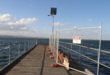 Mutilated marine animals