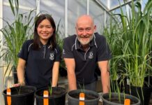 Low-oil oats targeted for new markets