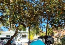 Community invited to dance for dementia