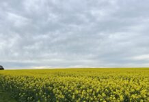 Canola crops out of bounds