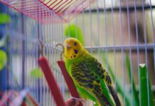 The quest is on to find Australia’s ultimate pet budgie
