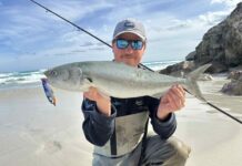 Salmon proving a good catch