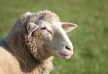 Livestock owners must register for Property Identification Code