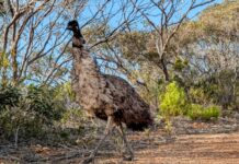 Emu faeces saving species