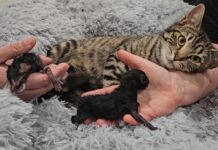 Kittens in spotlight