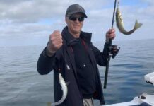 Whiting in good numbers