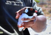 Hooded plover insight at AGM