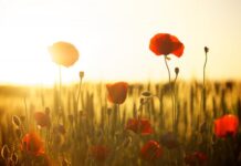 Remembrance Day across district