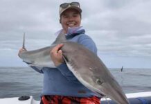 School sharks spread out