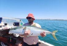 Kingfish reigning supreme