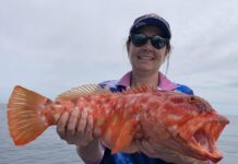 Salmon on surf beaches