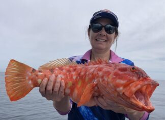 Salmon on surf beaches