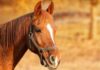 Horse trainer disqualified