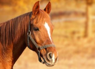 Horse trainer disqualified