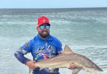 Big whiting are widespread