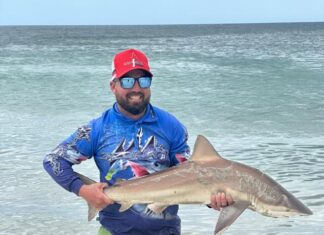 Big whiting are widespread