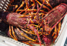 Rock lobster exports surge