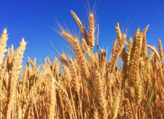 Discovery to help growers