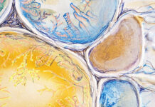 Three selected for SACE Art Show