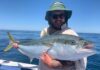 Kingfish found in big numbers