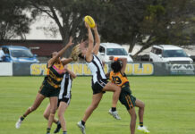 Strong wins for Peckers and Tigers