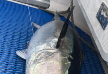 Tuna moving offshore