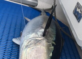 Tuna moving offshore