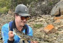 Flathead found across region