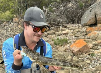 Flathead found across region